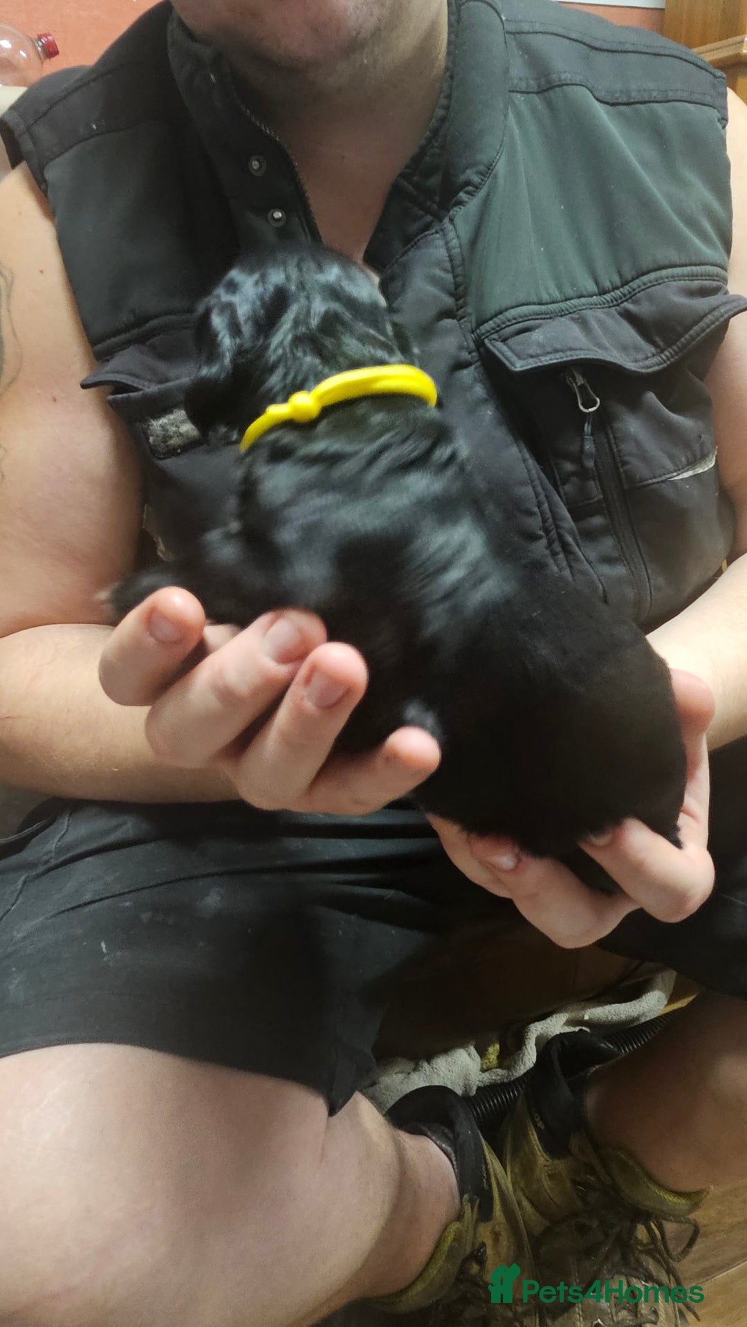 Cocker Spaniel dogs for sale: Beautiful cocker spaniel  - Advert 21