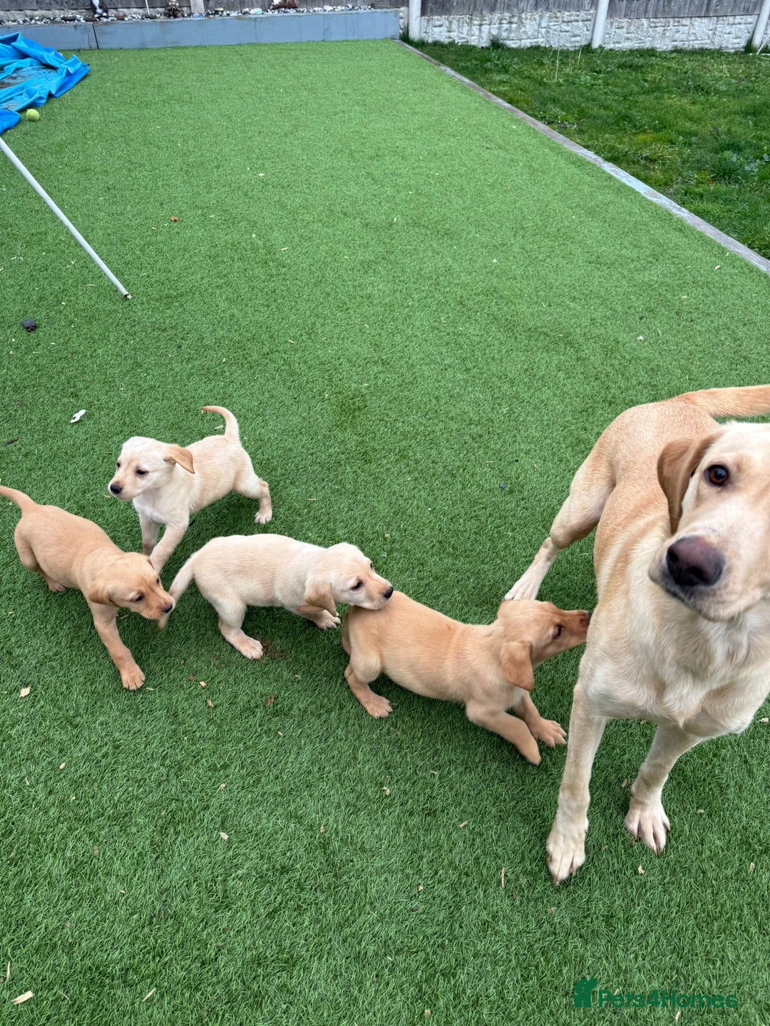 Labrador Retriever dogs for sale: Labrador puppies - Image 1