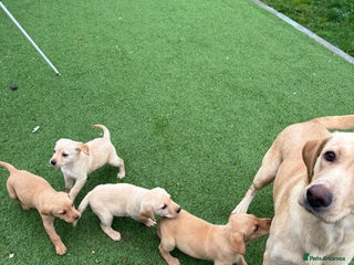 Labrador Retriever dogs for sale - Advert 1