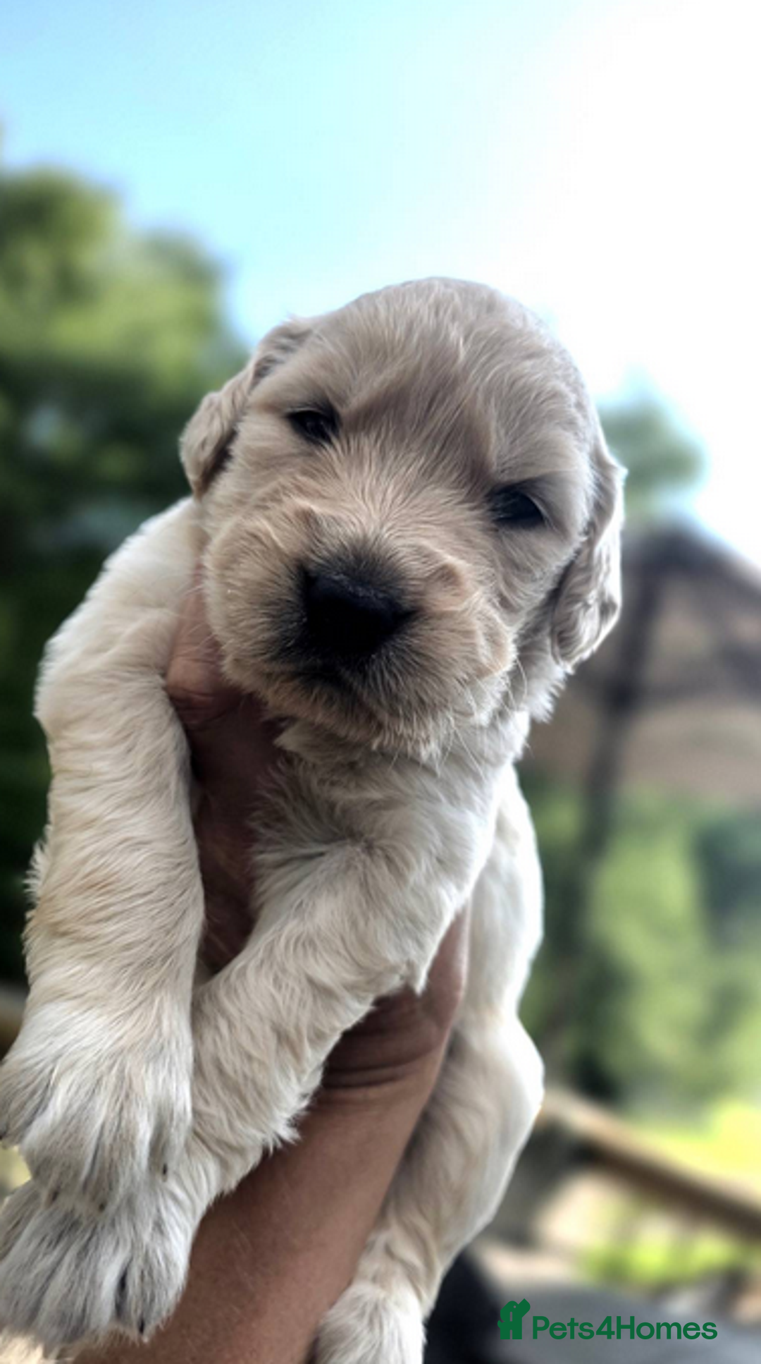 Golden Retriever dogs for sale: Golden Retriever Puppies For Reservation - Image 6
