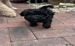 Toy Poodle dogs for sale: Adorable toy poodles, 1 boy left,  READY TO GO - Image 23