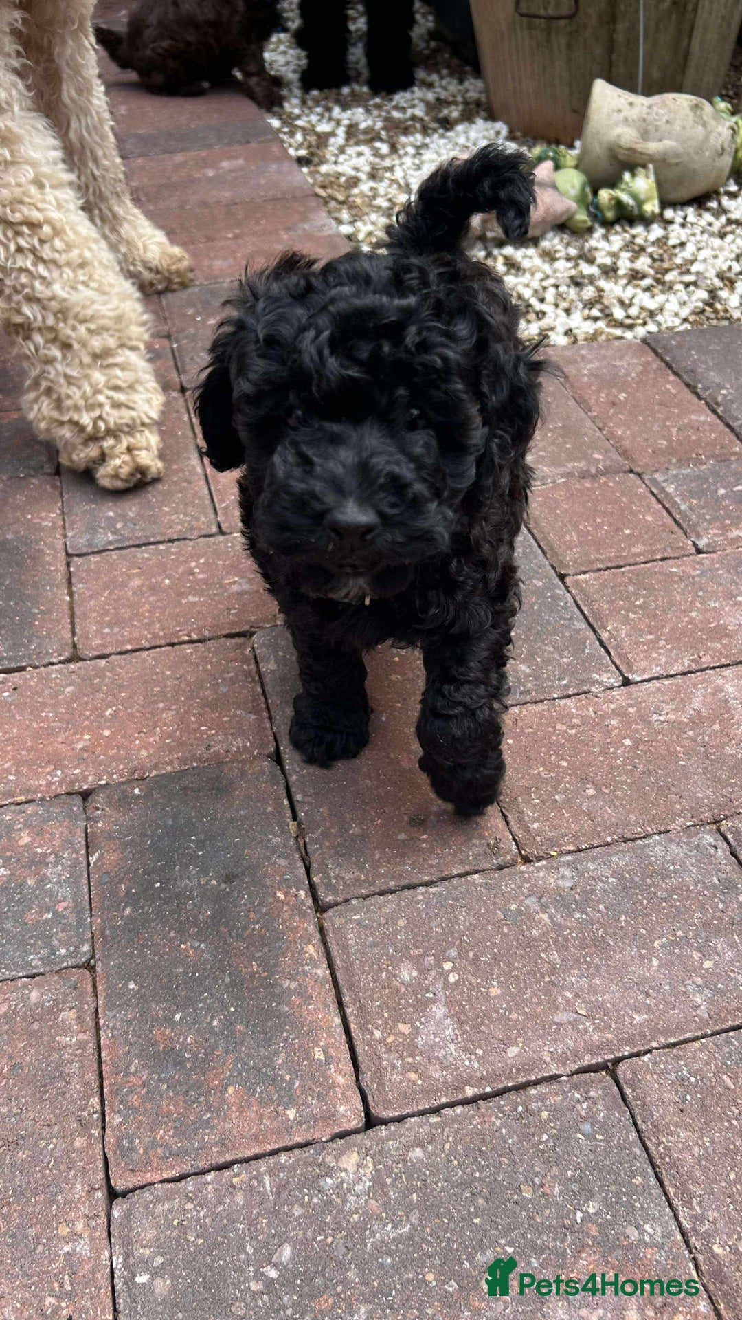Toy Poodle dogs for sale: Adorable toy poodles, 1 boy left,  READY TO GO - Image 23