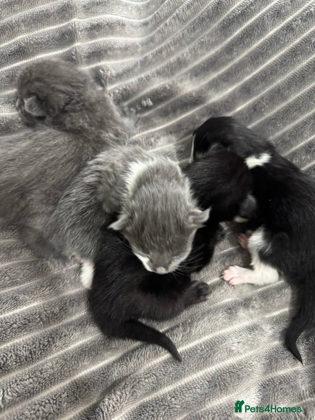 Mixed Breed cats for sale: TWO KITTENS LEFT!!! in Stoke-on-Trent - Advert 18