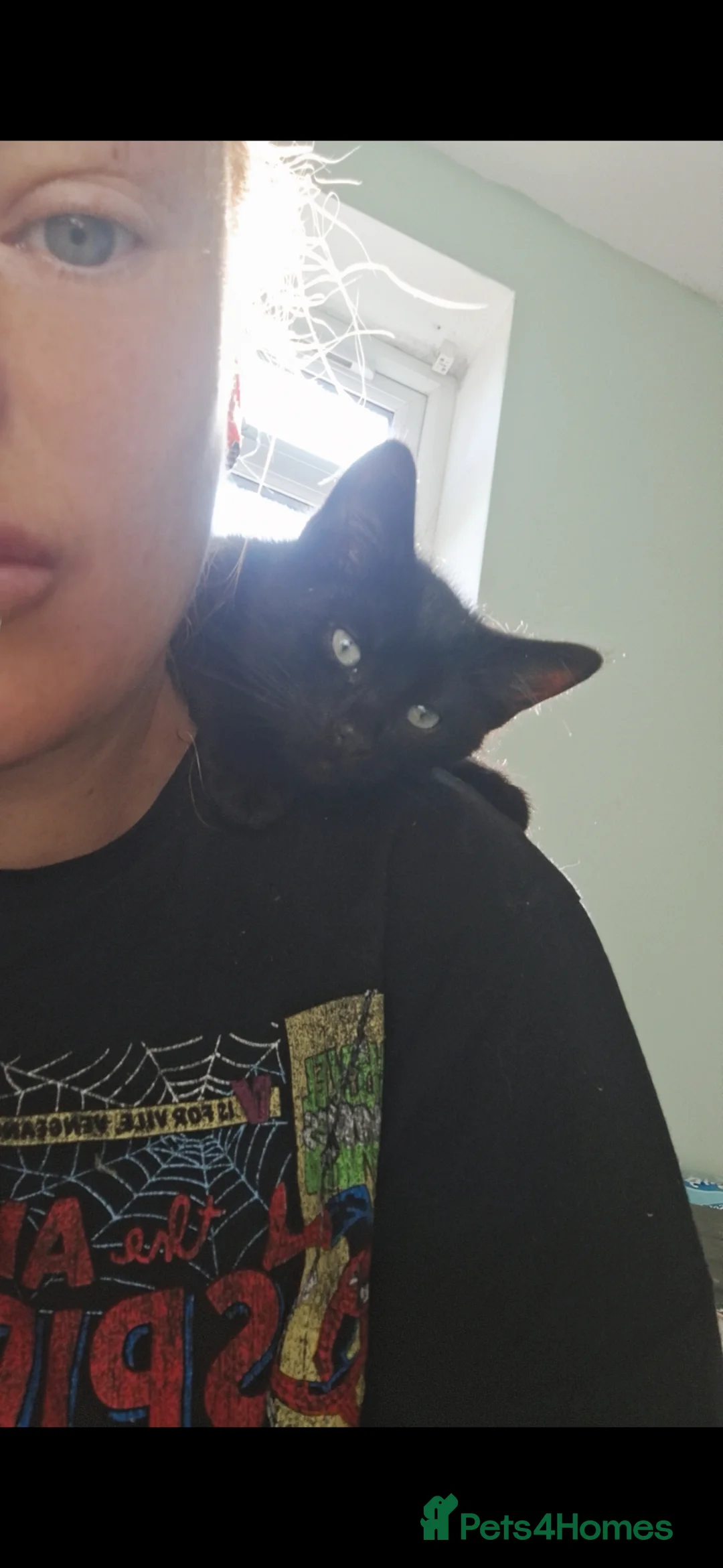 Mixed Breed cats for sale: 3 beautiful kittens for sale. - Advert 5