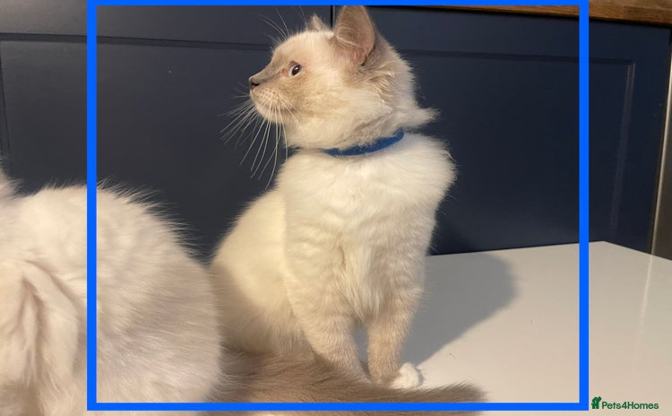 Ragdoll cats in Hitchin - Advert 2