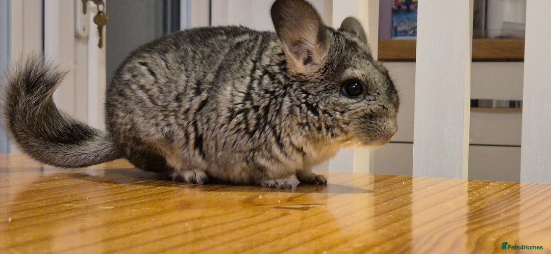 Chinchilla rodents for sale: Baby Chinchilla Kit - Manchester area - Advert 3