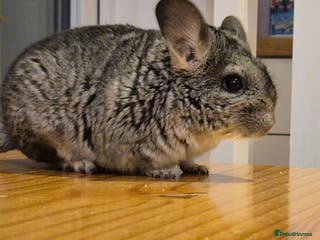 Chinchilla rodents Baby Chinchilla Kit - Manchester area - Advert 1