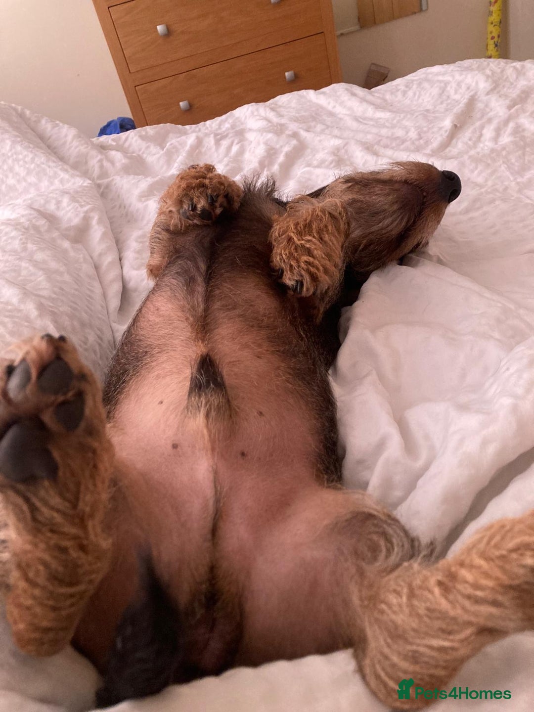 Miniature Dachshund dogs for stud: Looking for wife! Mini Wirehaired Dachshund - Image 29