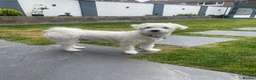 Bichon Frise dogs for sale: Bichon  in Harlow - Advert 4