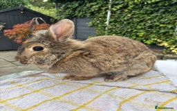 Lionhead rabbits for sale: Very special experienced home required  - Image 5