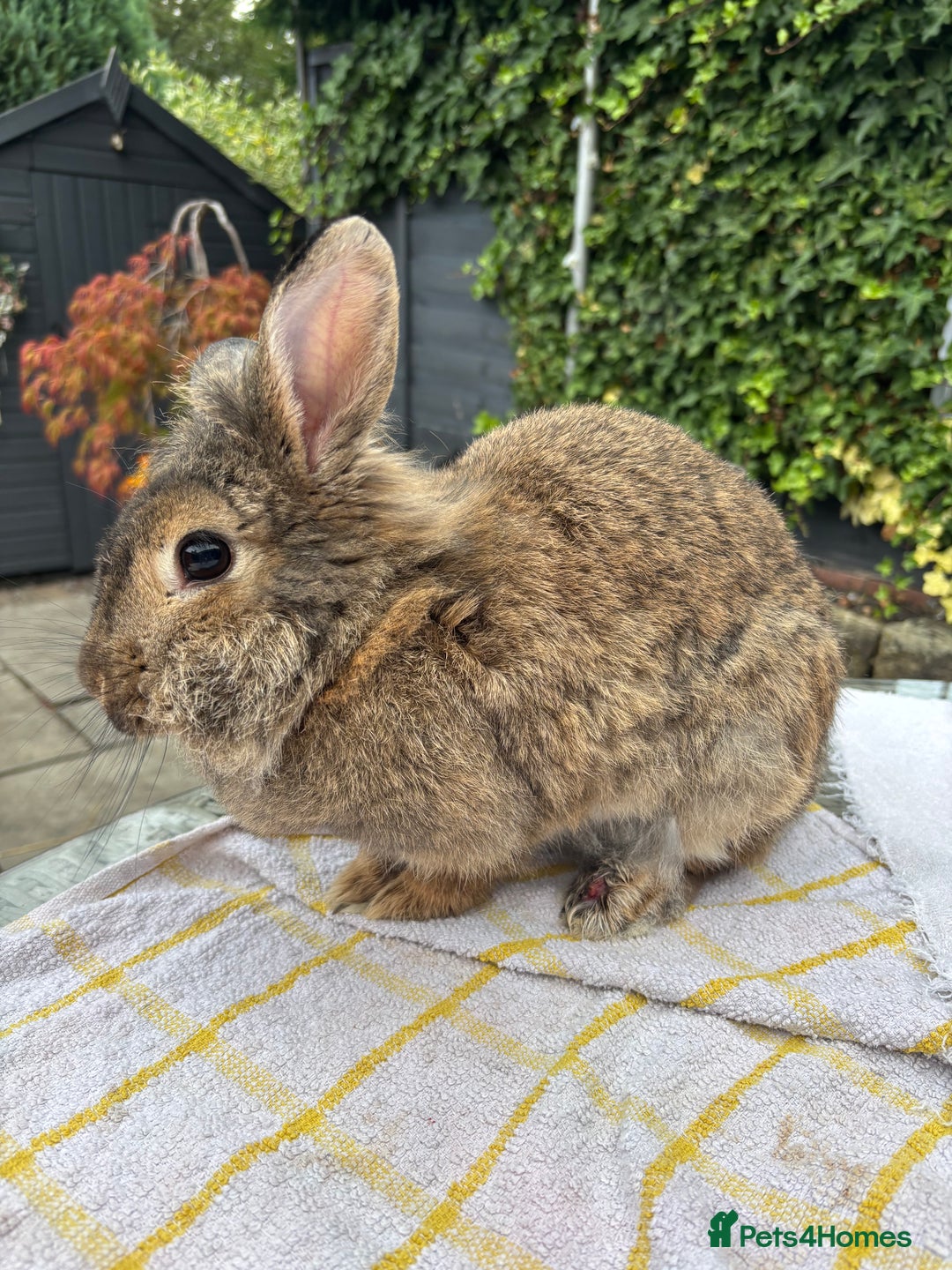 Lionhead rabbits for sale: Very special experienced home required  - Image 5