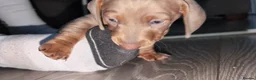 Miniature Dachshund dogs for sale: Gorgeous Purebred Miniature Dachshund Puppies - Advert 25