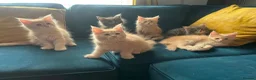 Maine Coon cats for sale: Gccf pedigree Maine coon kittens  - Advert 10