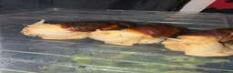 Snails invertebrates for sale: 3 giant African land snails  - Advert 6