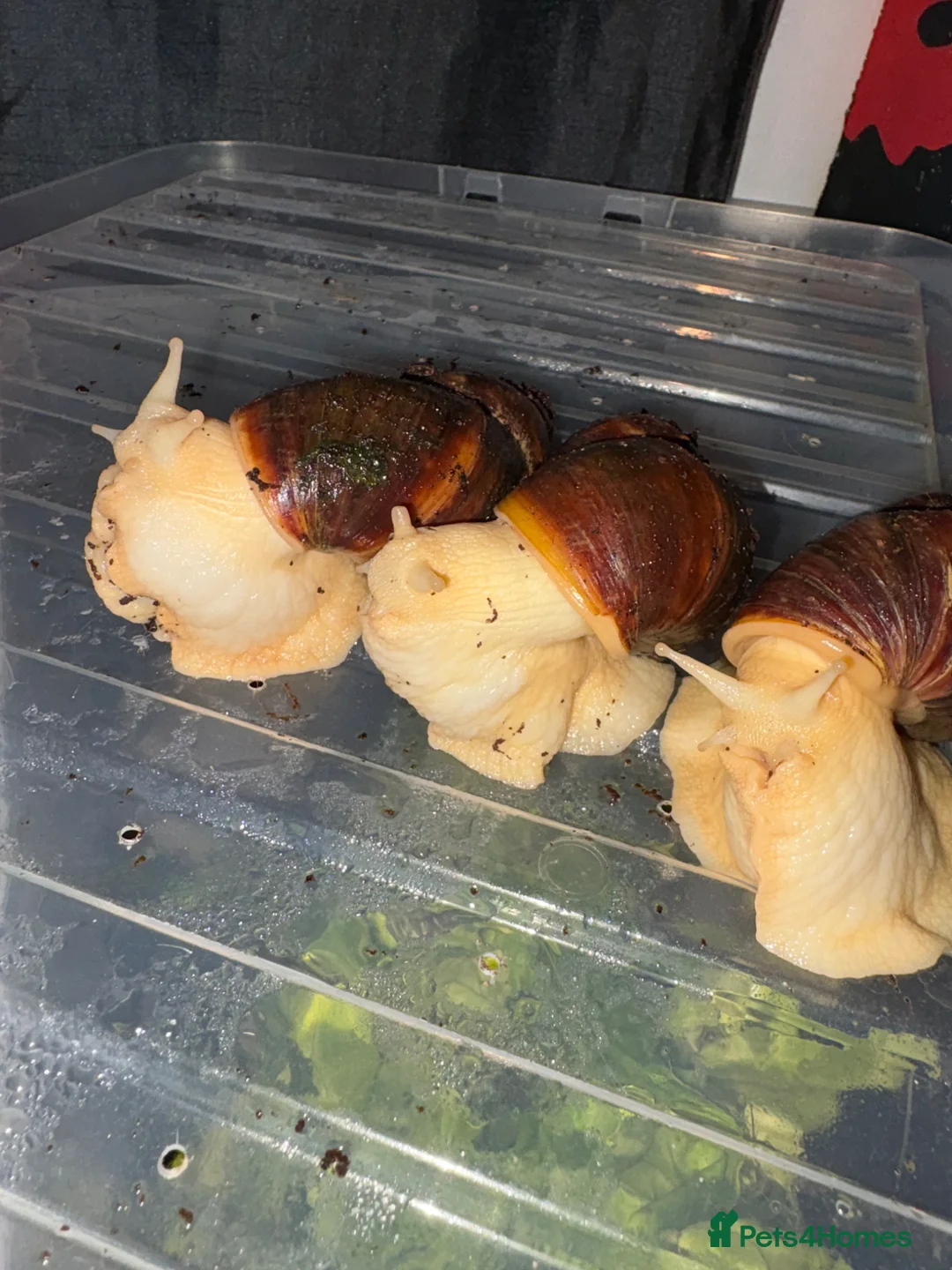 Snails invertebrates for sale: 3 giant African land snails  - Advert 6