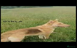 German Shepherd dogs for sale: Long haired white German Shepherd female  - Image 2