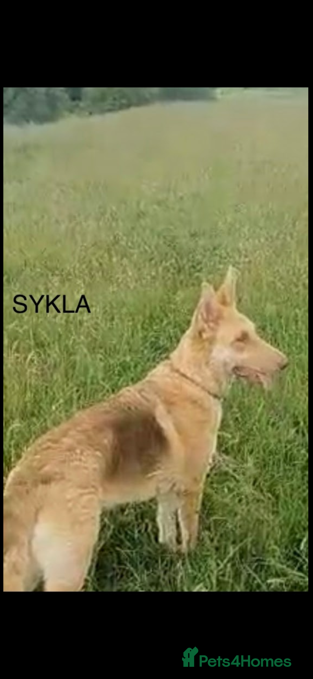 German Shepherd dogs for sale: Long haired white German Shepherd female  - Image 2