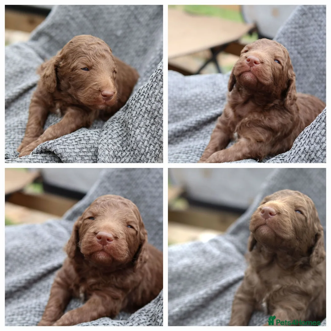 Labradoodle dogs for sale: Ready now , first vaccine complete & health check  - Advert 23