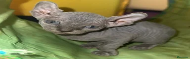 Sphynx 