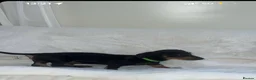 Dachshund dogs for sale: Black tan Dachshund boy  - Advert 7