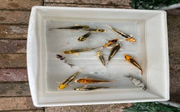 Koi Carp fish for sale: 💥QUALITY KOI CARP COLOURFUL NICE SELECTION💥 - Image 9