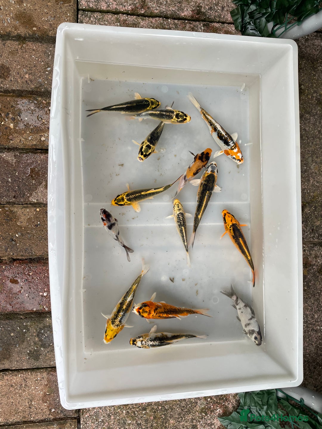 Koi Carp fish for sale: 💥QUALITY KOI CARP COLOURFUL NICE SELECTION💥 - Image 9