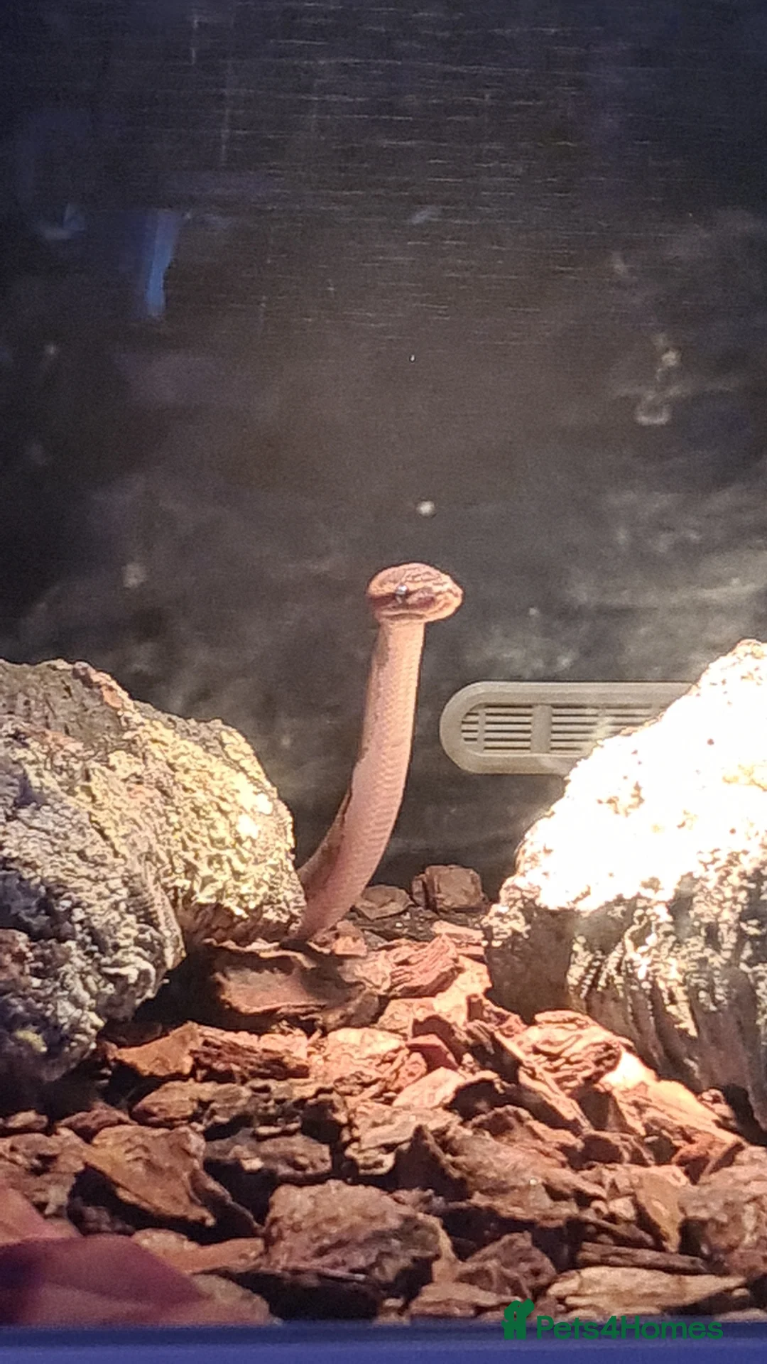 Python Snake reptiles for sale: Royal pied python snake  - Advert 2