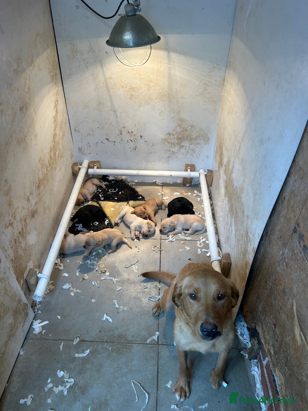 Labrador Retriever dogs for sale: 5⭐️kc reg Labrador puppies⭐️ - Image 9