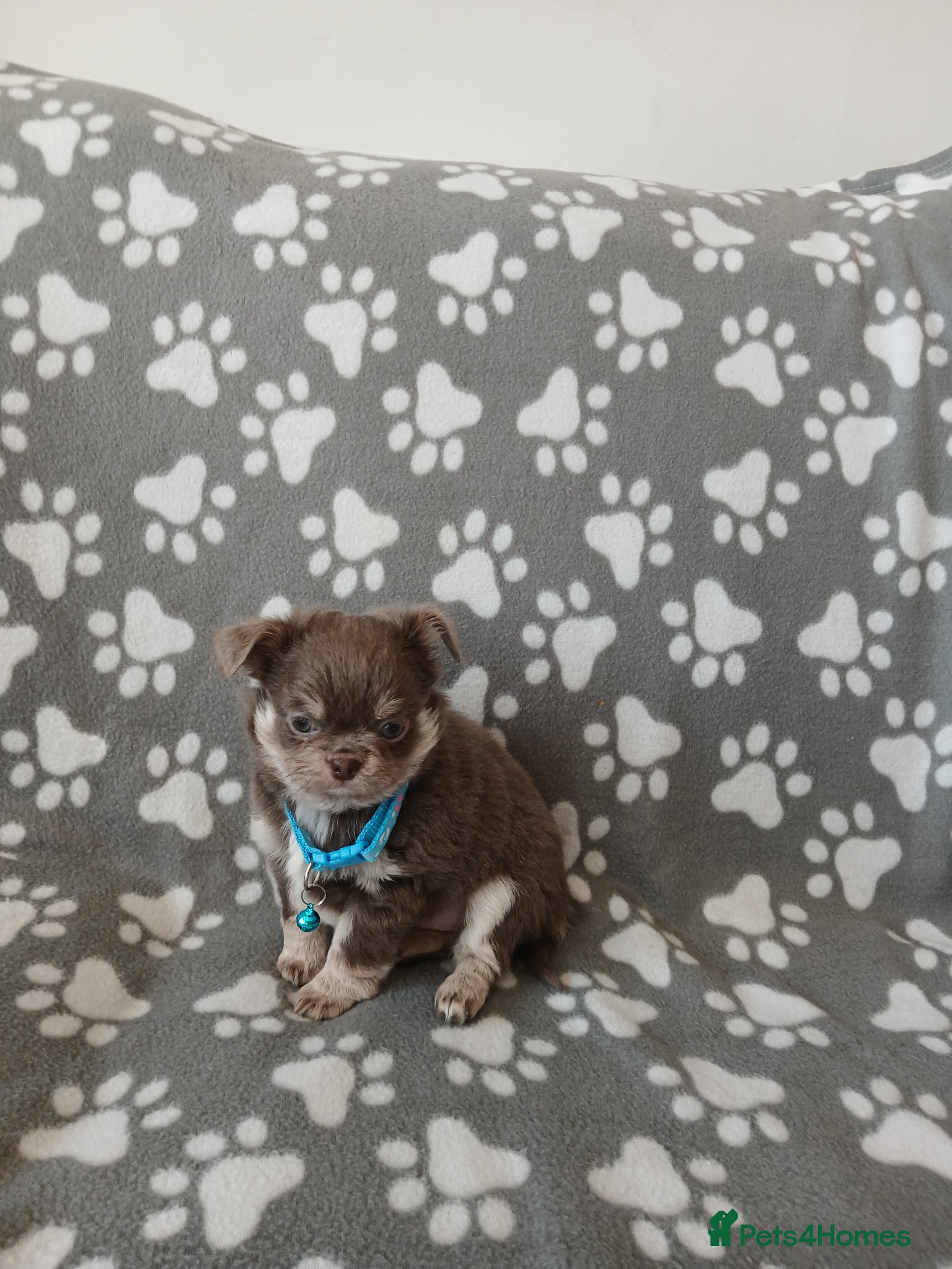 Chihuahua dogs  ❤️AVAILABLE NOW, REG LONG COAT CHIHUAHUA PUPPIES  - Advert 1