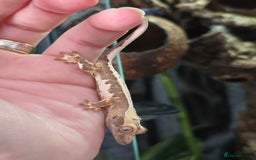 Gecko reptiles for sale: Crested geckos  - Image 11