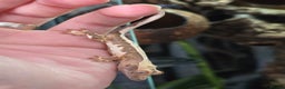 Gecko reptiles for sale: Crested geckos  - Advert 7