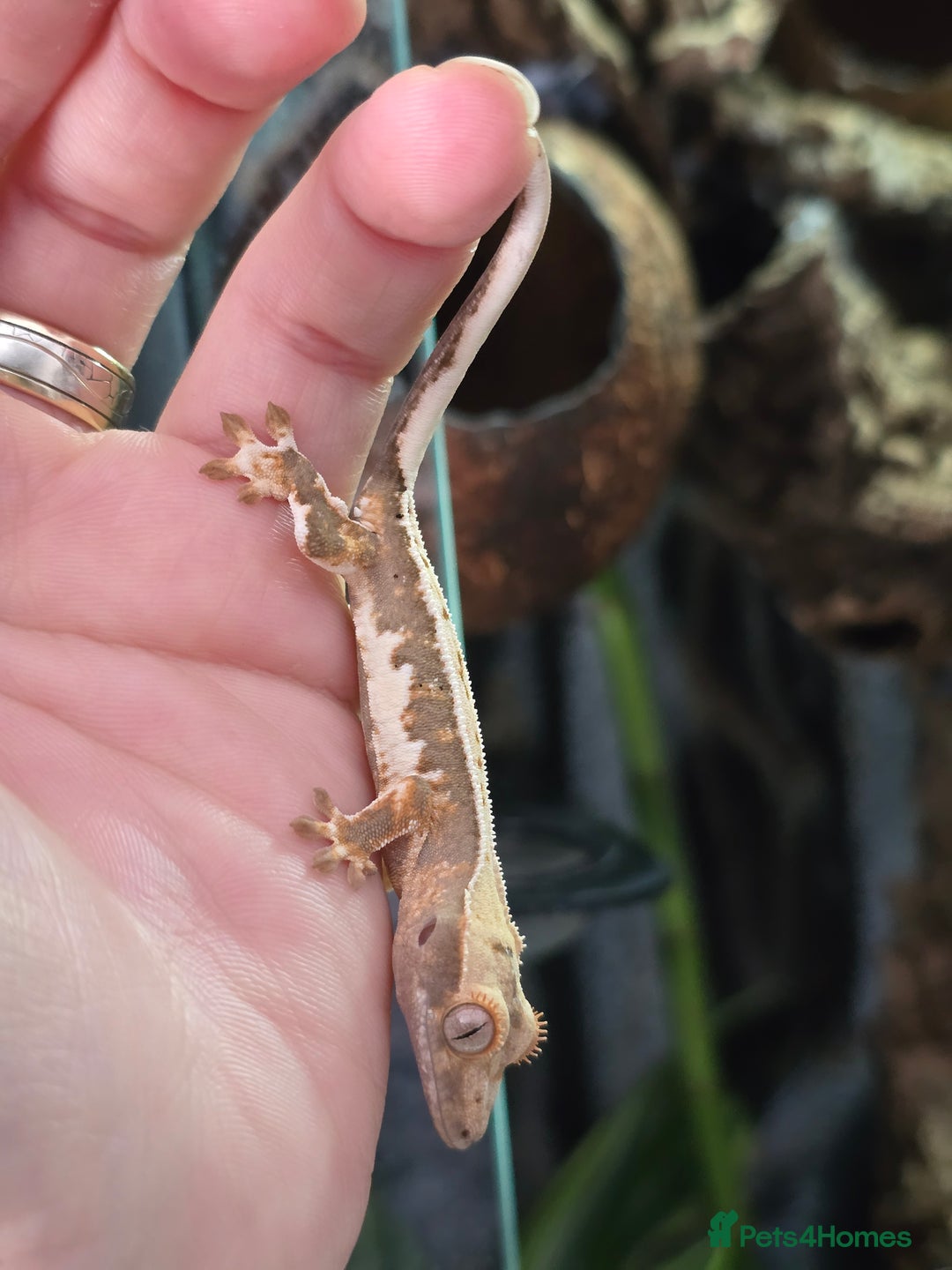 Gecko reptiles for sale: Crested geckos  - Image 11