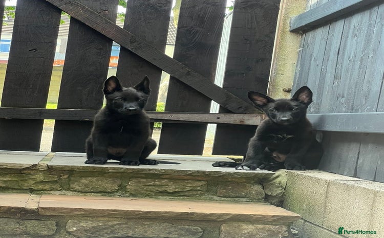 Belgian Shepherd Dog dogs in Wingate - Advert 2