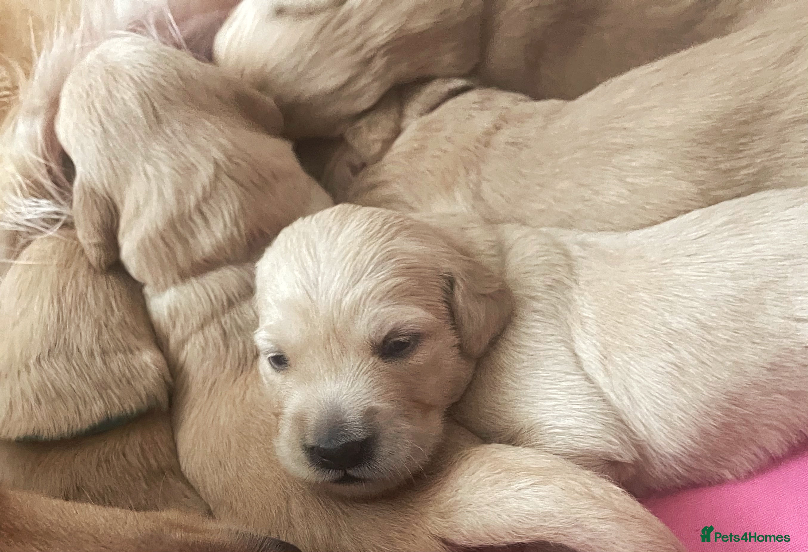 Golden Retriever dogs KC Registered Golden Retriever Puppies - Advert 2