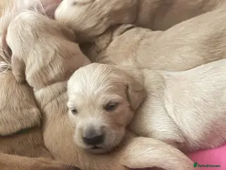 Golden Retriever dogs KC Registered Golden Retriever Puppies - Advert 2