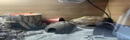 Leopard Gecko reptiles for sale: Leopard Gecko - Advert 7
