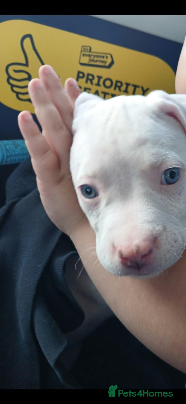 American Bully dogs 9 week pup needs rehomeing - Advert 8