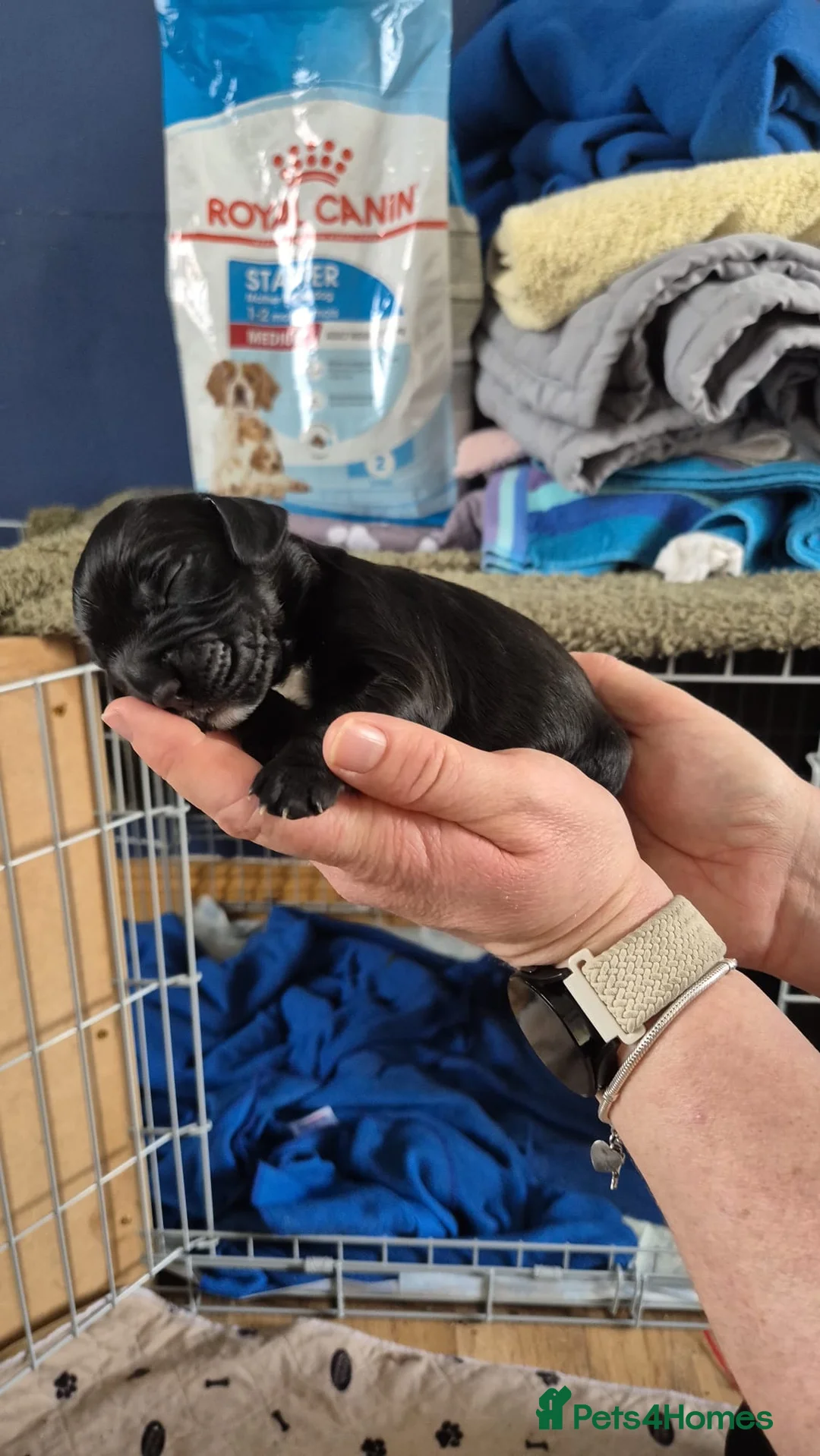 Cocker Spaniel dogs for sale: Cocker Spaniel - Advert 8