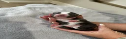 Staffordshire Bull Terrier dogs for sale: Staffordshire Bull Terrier puppies x8 in Swadlincote - Advert 21