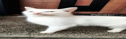 Mixed Breed cats for adoption: Pacino, 4-5 yrs old. Available for adoption. - Advert 16