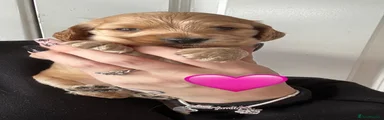 Pink Collar Female