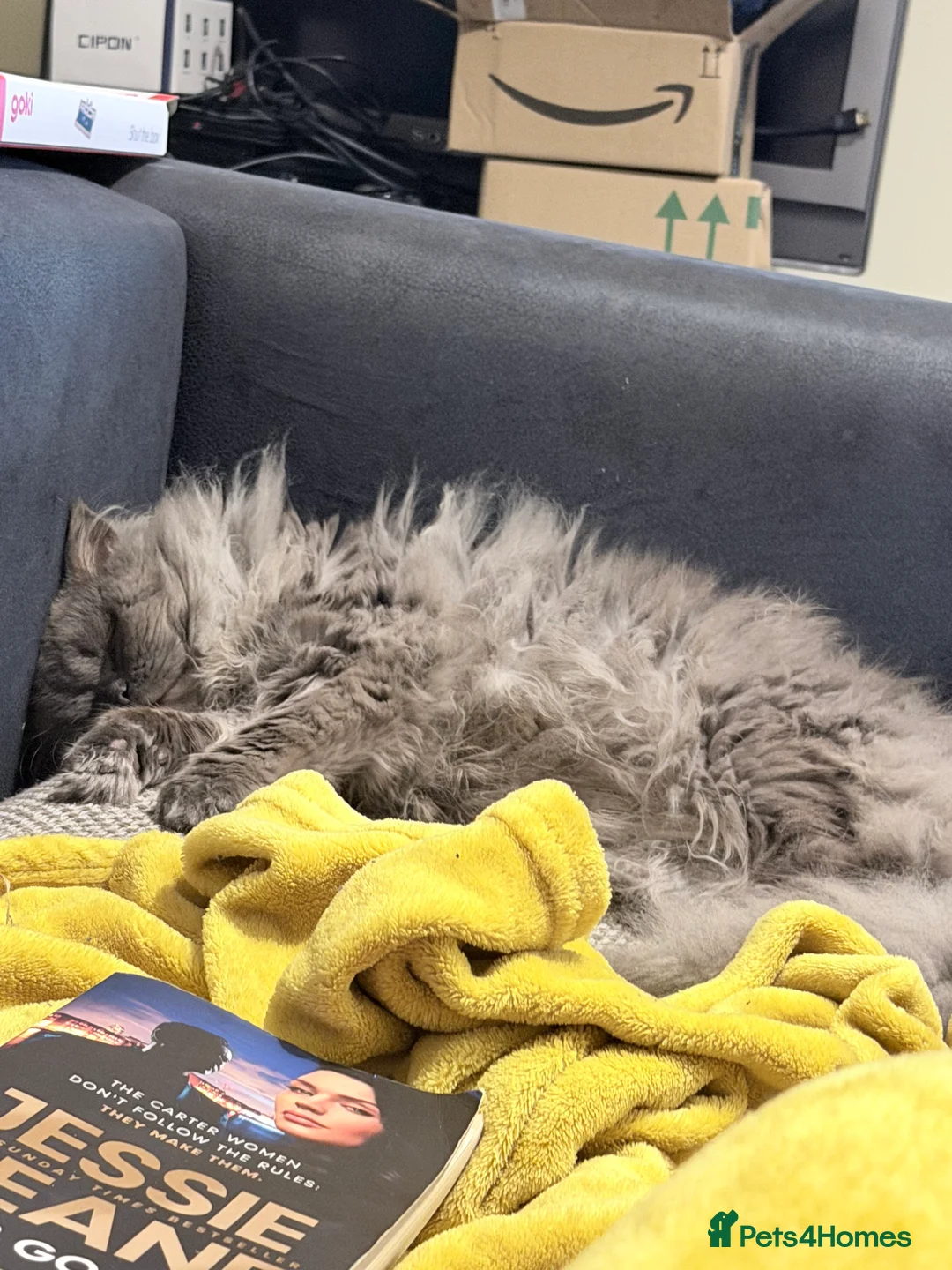 Persian cats for sale: Persian male  - Advert 3