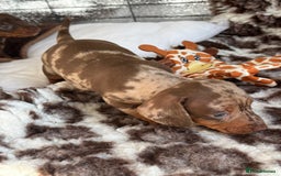 Miniature Dachshund dogs for sale: Tiny miniature dachshund puppies  - Image 11
