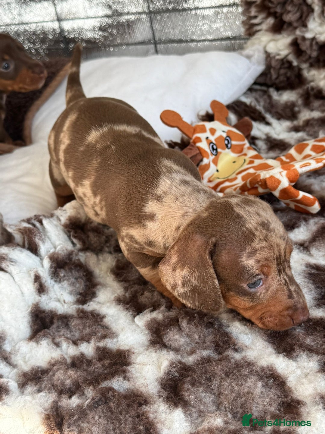 Miniature Dachshund dogs for sale: Tiny miniature dachshund puppies  - Image 11