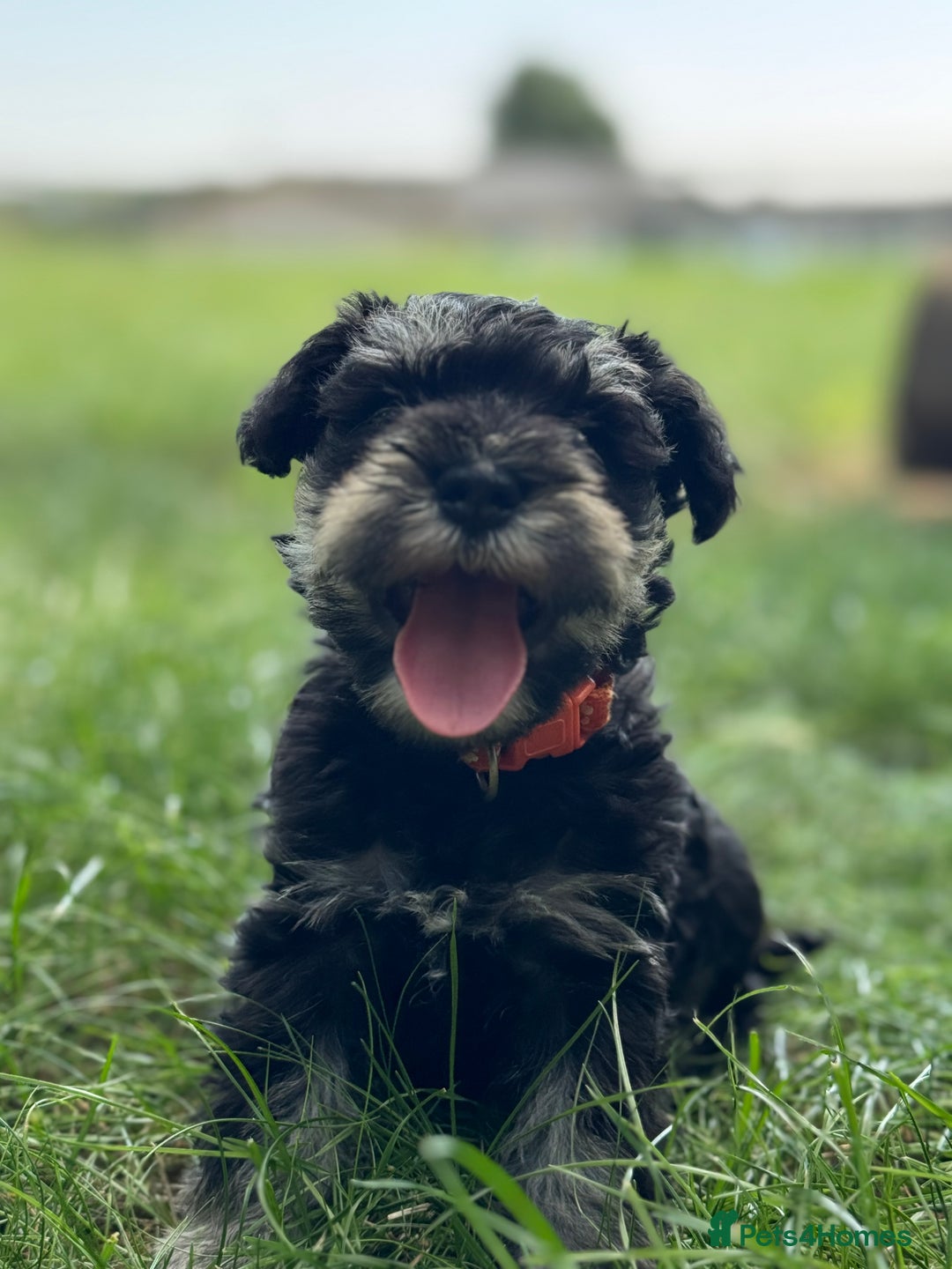 Miniature Schnauzer dogs for sale: Superb mini schnauzer, extensively health tested - Image 4