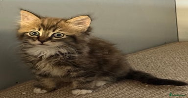 Maine Coon cats - Advert 2