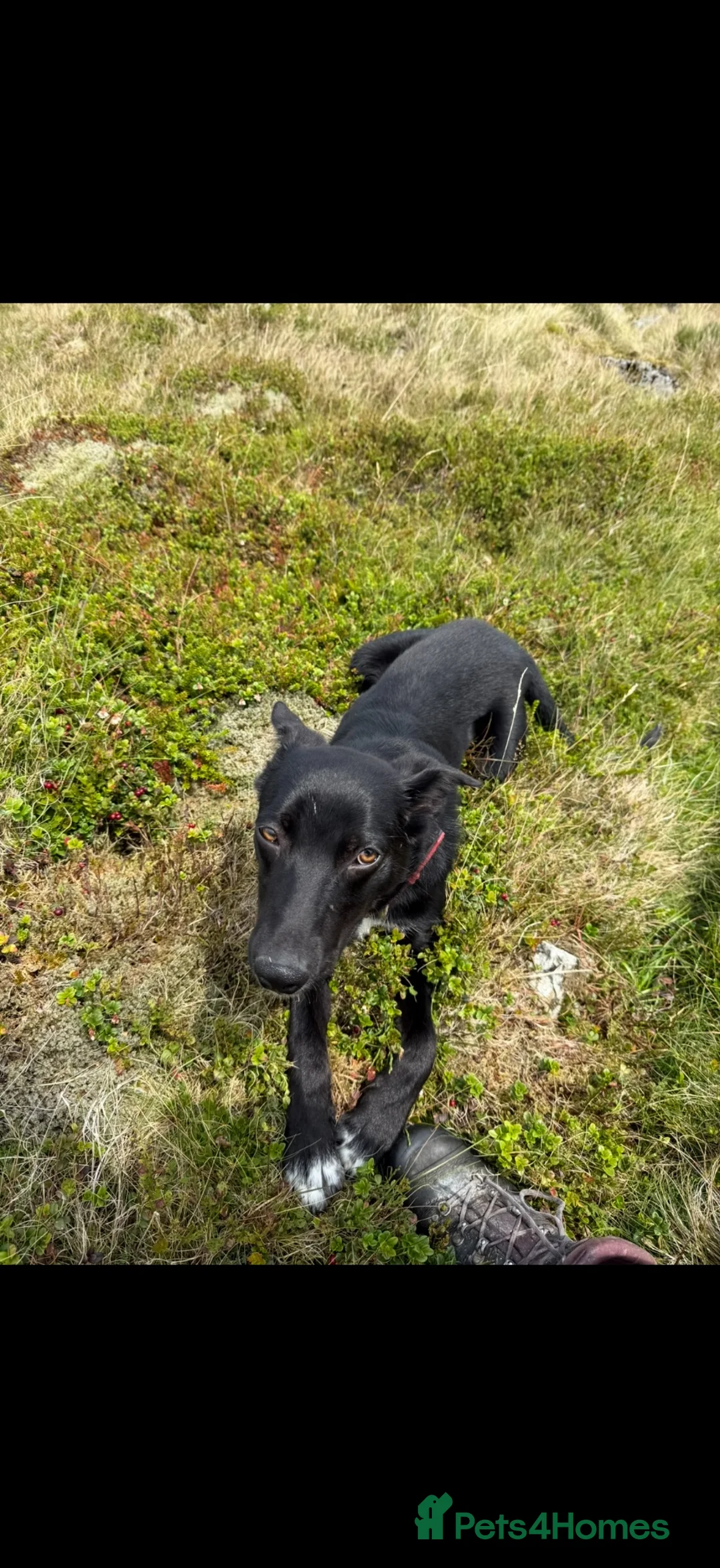 Welsh Collie dogs for sale: Collie looking for a new home - Advert 2