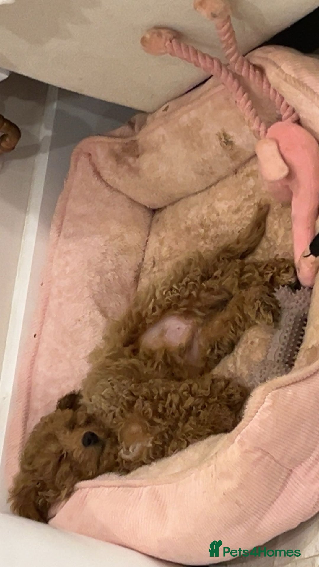 Cavapoo dogs for sale: The Cutest Little F1B Boy Puppy Is Still Left~  - Image 11