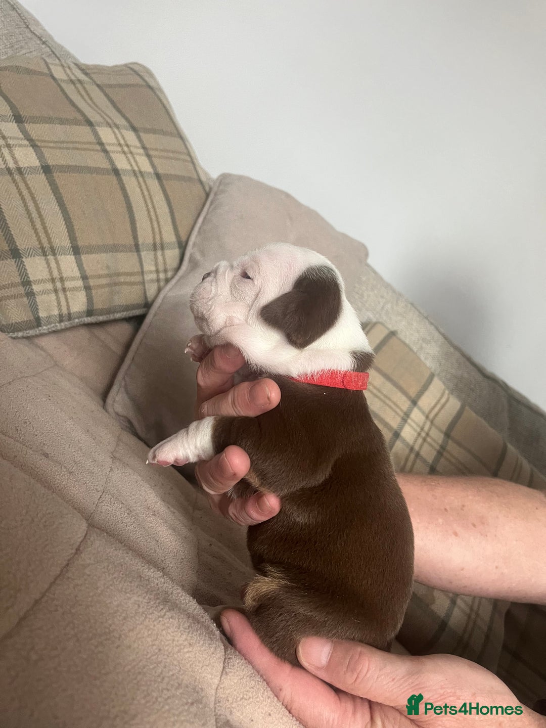 Olde English Bulldogge dogs for sale: Old English bulldog puppies - Image 6