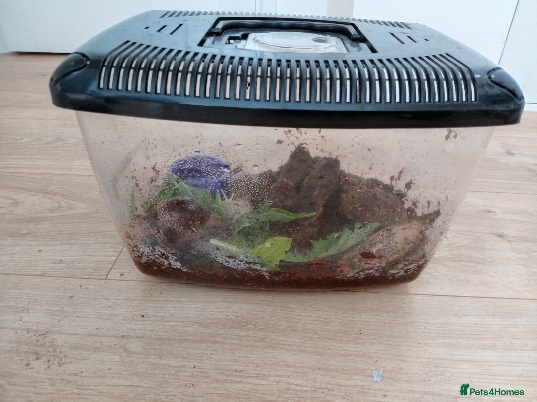 Snails invertebrates for sale: 2 Giant African Land Snails with enclosure  - Image 5
